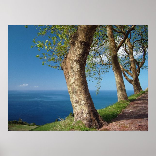 Träd bortser från havet poster (Framsidan)