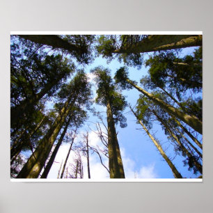 Träd Canopy Poster