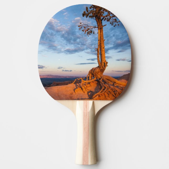 Träd Clings till avsatsen, Bryce Pingisracket (Framsidan)