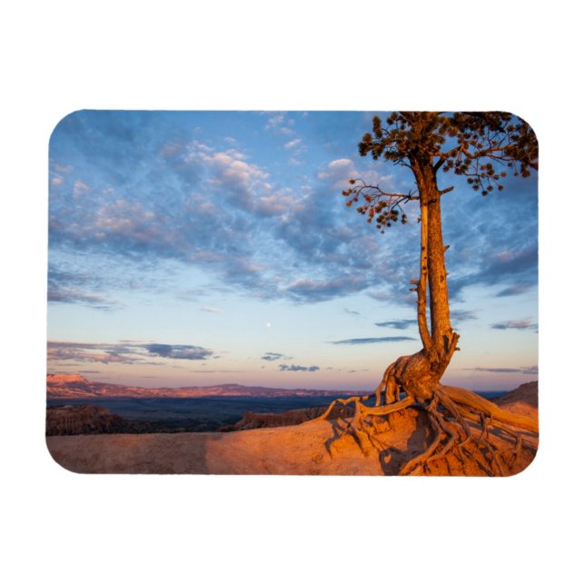 Träd Clings to Ledge, Bryce Canyon nationalpark Magnet (Horisontell)