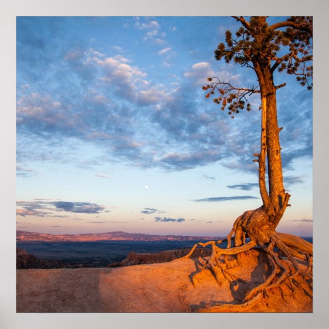 Träd Clings to Ledge, Bryce Canyon nationalpark Poster (Framsidan)