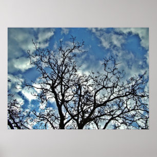 Träd dramatiskt poster himlar