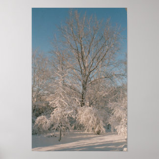 Träd efter att Snö Poster