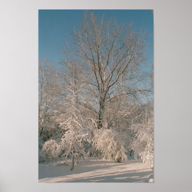 Träd efter att Snö Poster (Framsidan)