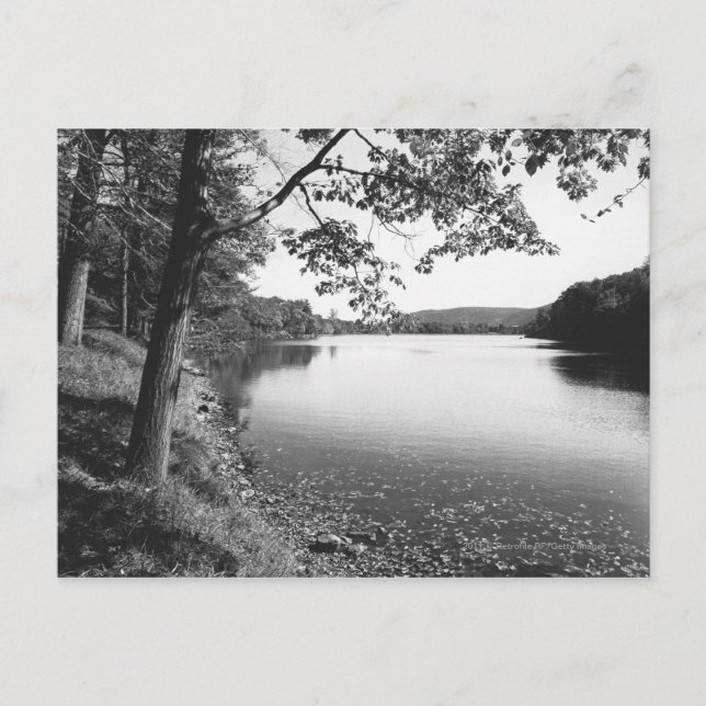 Träd efter flod B&W Vykort (Framsida)