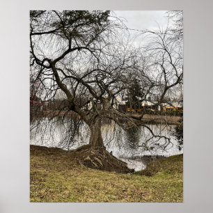 Träd efter Pond Poster