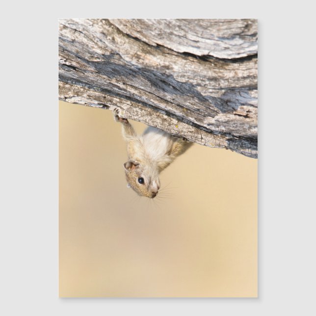 Träd ekorre (Framsida)