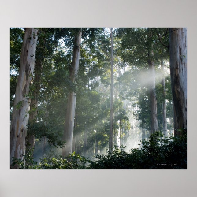 Träd (Eucalyptus) i regnskogen Tokai Poster (Framsidan)