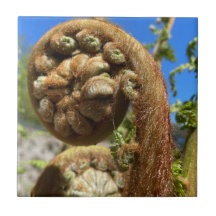 Träd Fern Frond