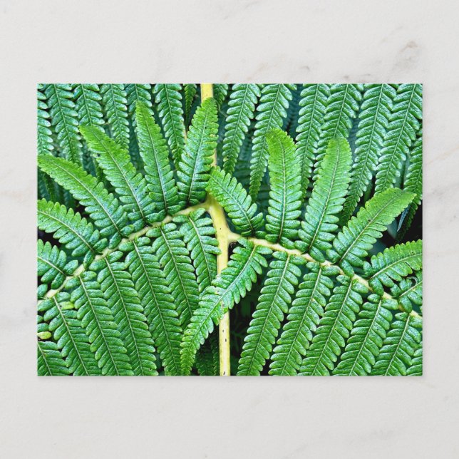 Träd Fern Frond Vykort (Framsida)