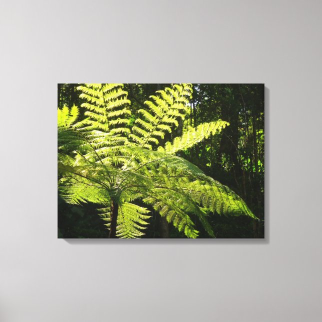 Träd Fern i regnskogen Canvastryck (Framsida)