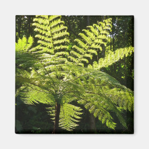 Träd Fern i regnskogen Magnet