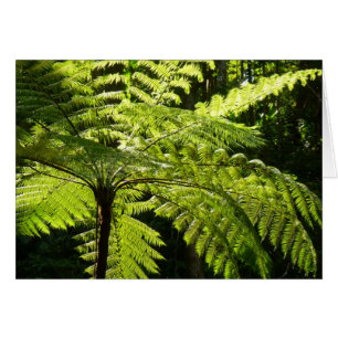 Träd Fern i regnskogen OBS Kort