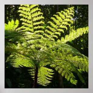 Träd Fern i regnskogen Poster