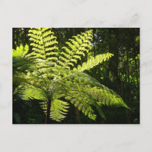 Träd Fern i regnskogen Vykort