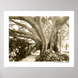 Träd Fint Konstfoto Svart Vitt Sepia Los Angeles Poster
