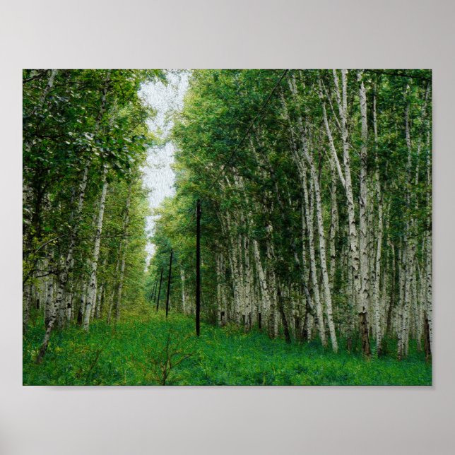 Träd Forest Art i BeSnych Birch Poster (Framsidan)