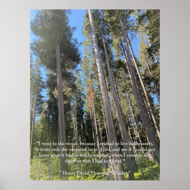 Träd Forest Skogen Thoreau Inspirational Poster (Framsidan)