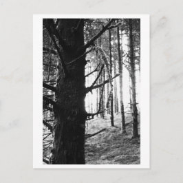 Träd Fotografering - Druantia Vykort