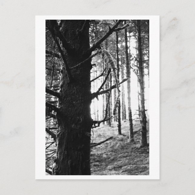 Träd Fotografering - Druantia Vykort (Framsida)