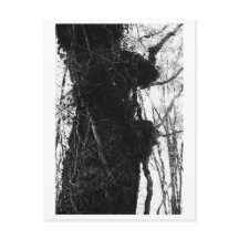 Träd Fotografering - Moriko