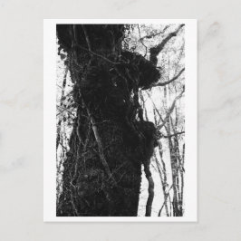 Träd Fotografering - Moriko Vykort