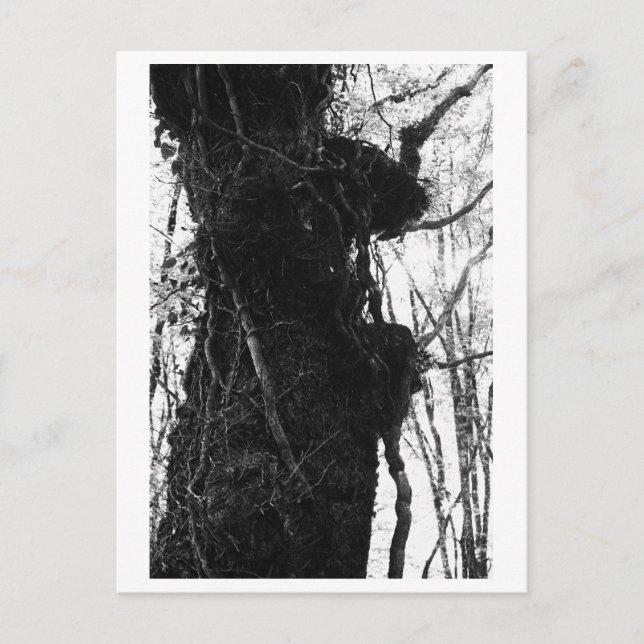 Träd Fotografering - Moriko Vykort (Framsida)