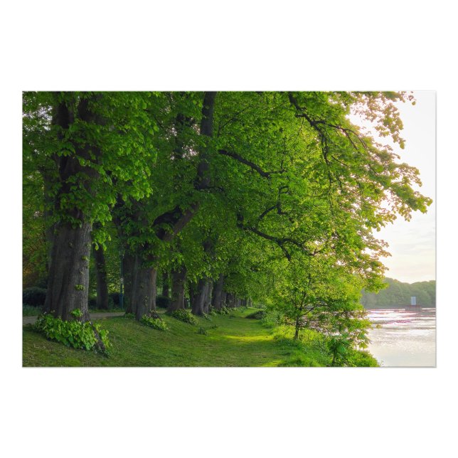 Träd Fototryck (Framsidan)