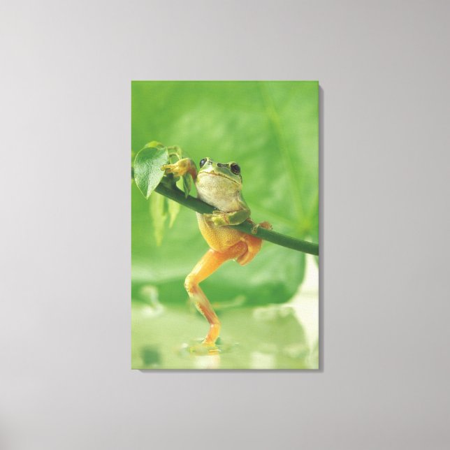 Träd Frog 6 Canvastryck (Framsida)