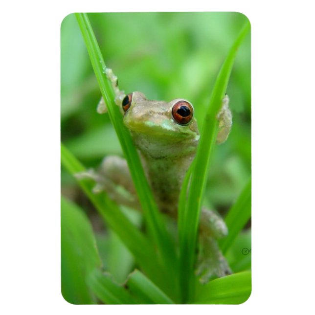 Träd Frog-anläggning i Flexi Magnet (Vertikal)