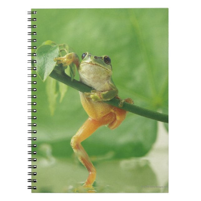 Träd Frog Anteckningsbok (Framsidan)