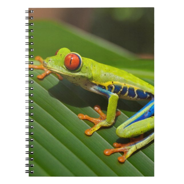 Träd Frog Anteckningsbok Med Spiral (Framsidan)