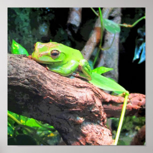 Träd Frog CB Poster