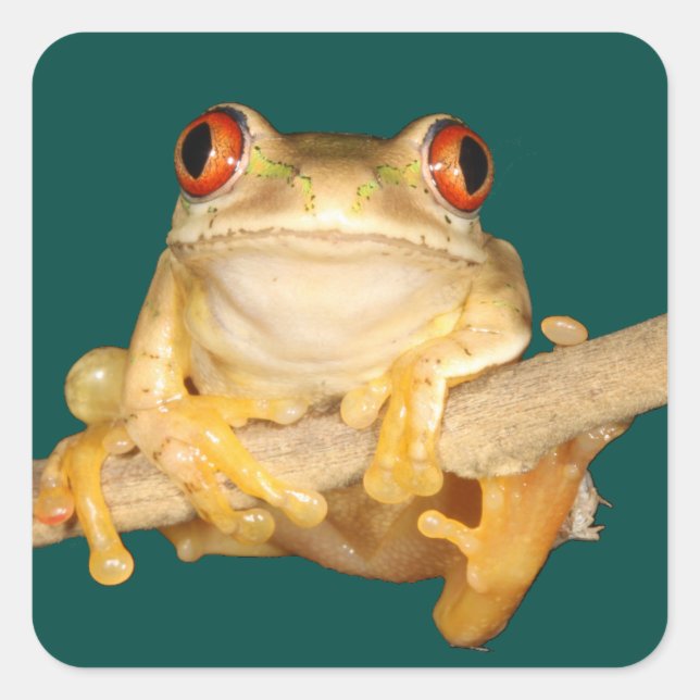 Träd Frog Fyrkantigt Klistermärke (Framsida)