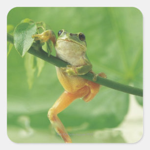 Träd Frog Fyrkantigt Klistermärke