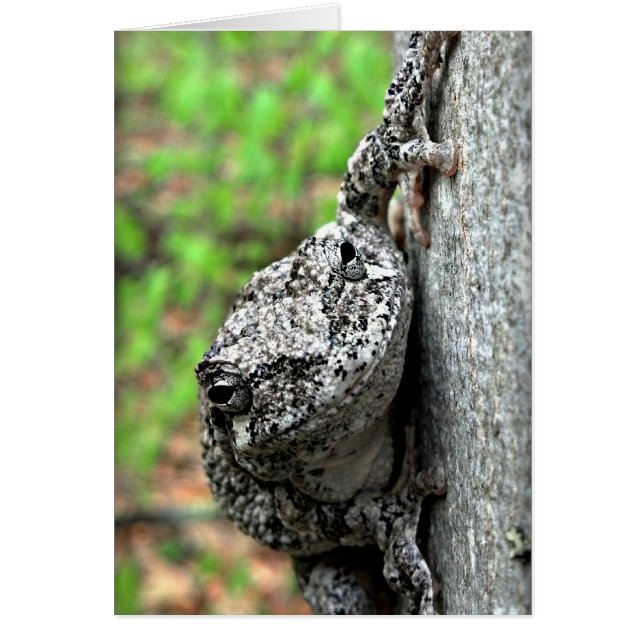Träd Frog Hälsningskort (Framsidan)