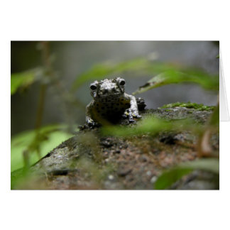 Träd Frog Hälsningskort