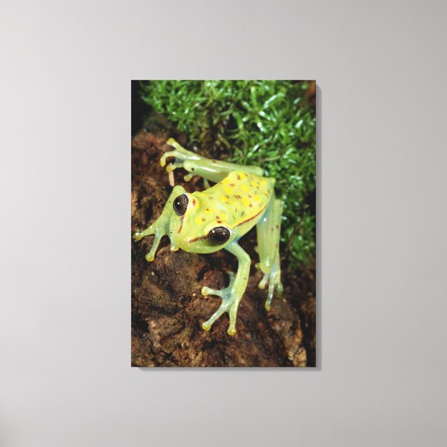 Träd Frog (Hylidae) Canvastryck (Framsida)
