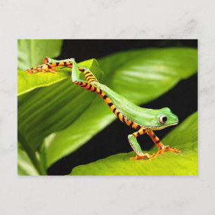Träd Frog Jump Vykort
