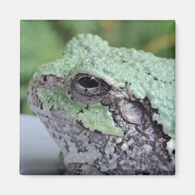 Träd Frog Magnet (Framsidan)
