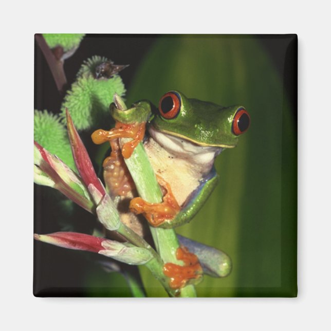 Träd Frog magnet (Framsidan)