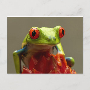 Träd Frog med Red-Ögon Vykort