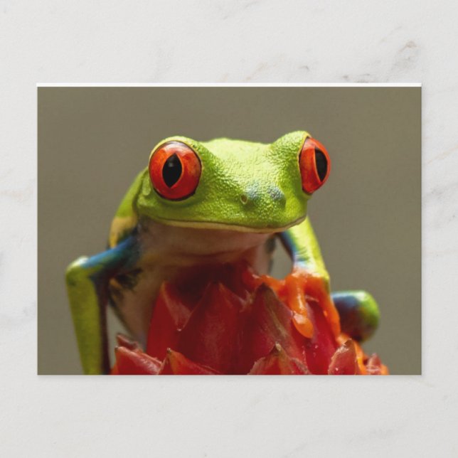 Träd Frog med Red-Ögon Vykort (Framsida)