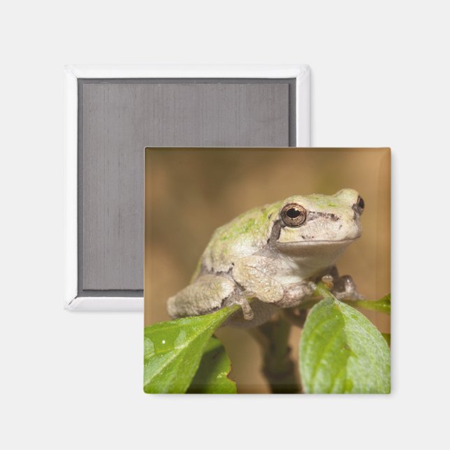 Träd Frog på Gren Magnet (Front/Back)