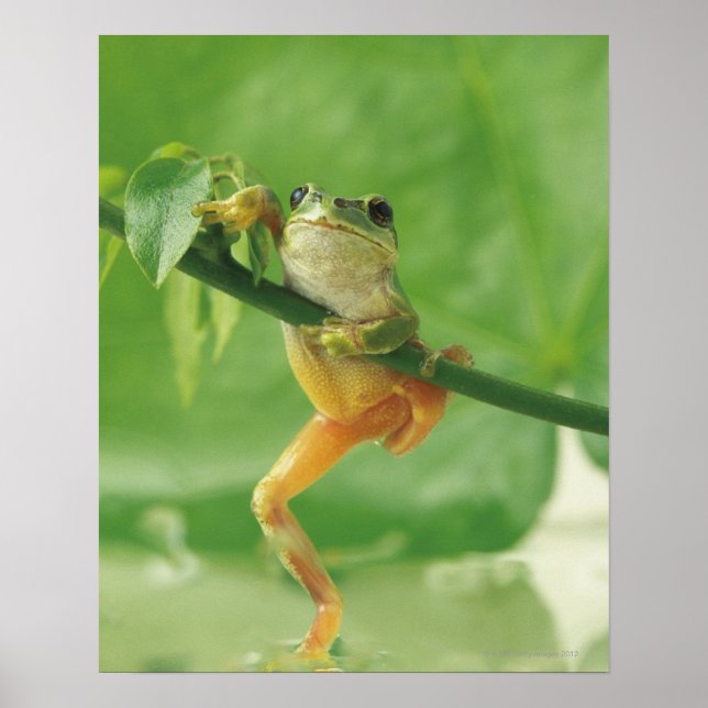 Träd Frog Poster (Framsidan)