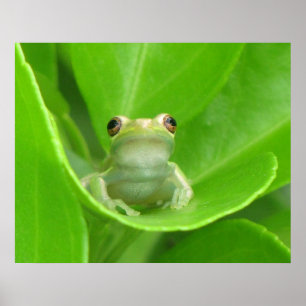 Träd Frog Poster