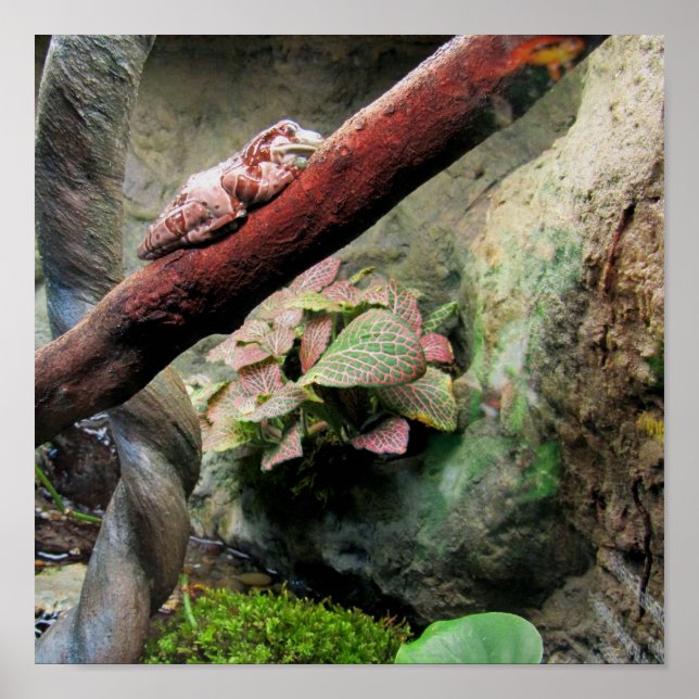 Träd Frog Poster (Framsidan)