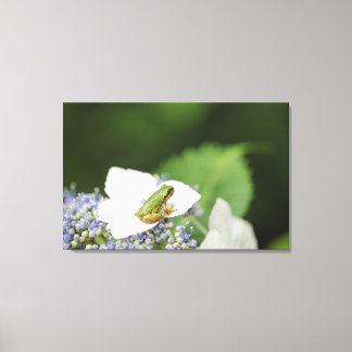 Träd Frog Sitta på ett Hydrangea, Hyogo Canvastryck