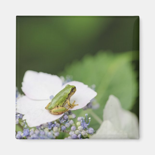 Träd Frog Sitta på ett Hydrangea, Hyogo Magnet (Framsidan)