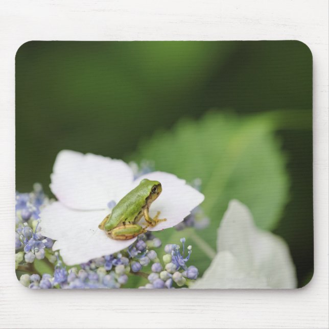 Träd Frog Sitta på ett Hydrangea, Hyogo Musmatta (Framsidan)